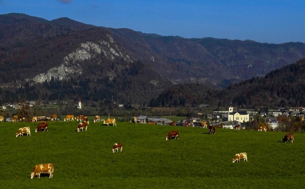 Apartments Zorc Bohinj Bagian luar foto